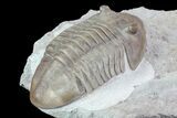 Asaphus Lepidurus Trilobite - Russia #73460-4